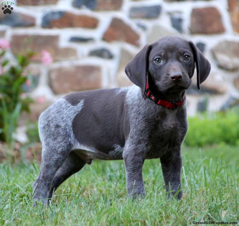 German Shorthaired Pointer Puppies For Sale - Greenfield Puppies