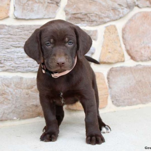 German Shorthaired Pointer Mix