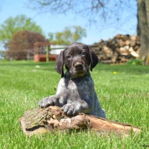 German Shorthaired Pointer