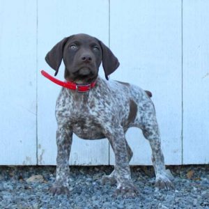 German Shorthaired Pointer