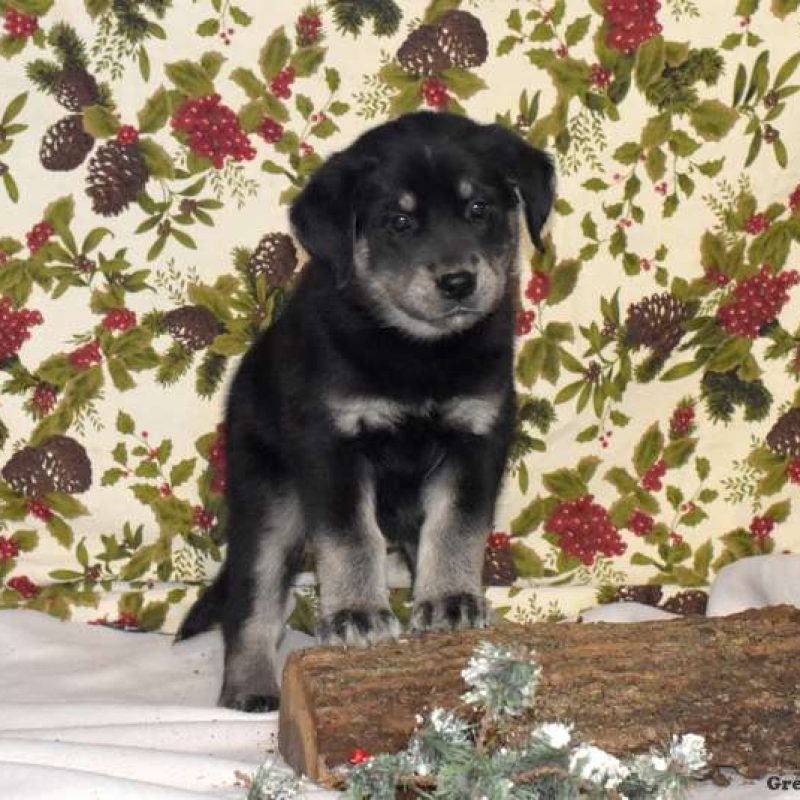 Goberian Puppies for Sale Greenfield Puppies