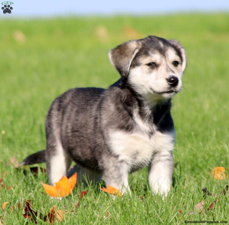 Goberian for Sale | Greenfield Puppies