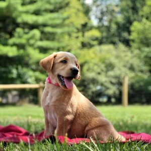 Golden Labrador