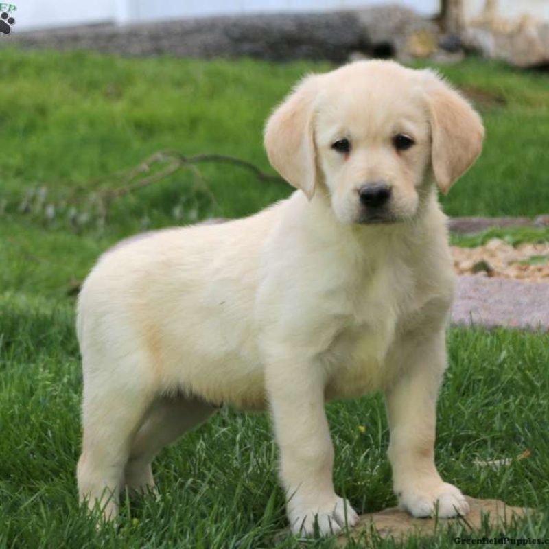 Golden Labrador Puppies For Sale Near Me The Ultimate Guide 2024 Edition - cdbf3qe