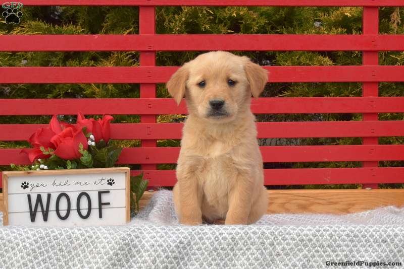 Golden Labrador Puppies For Sale | Greenfield Puppies