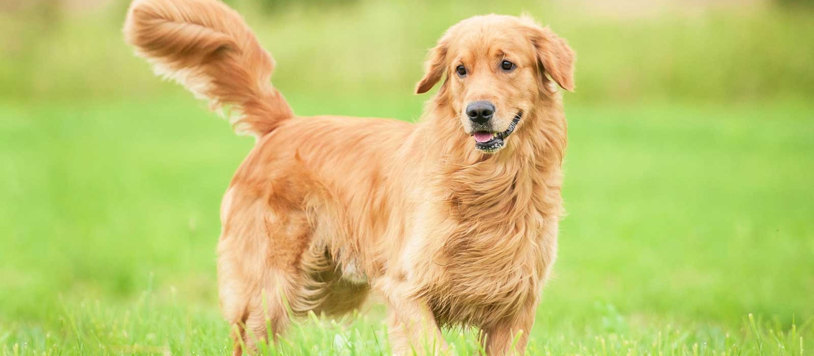 how much does golden retriever puppy cost