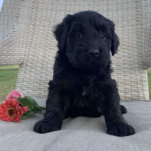 Golden Retriever Mix Puppies For Sale | Greenfield Puppies