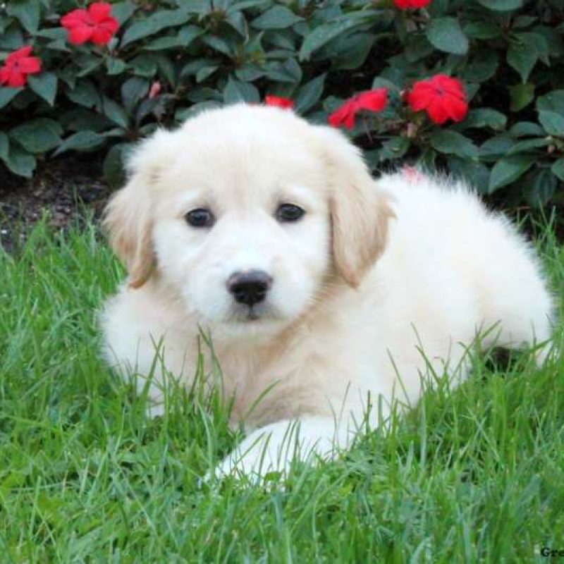 Golden Retriever Mix Puppies For Sale | Greenfield Puppies