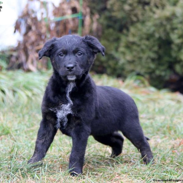 Golden Retriever Mix