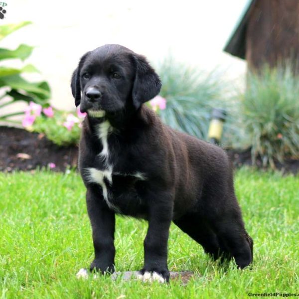 Golden Retriever Mix