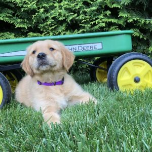 Golden Retriever