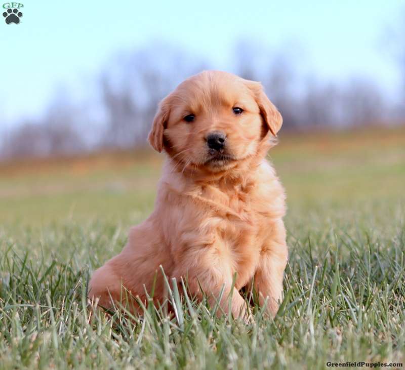 English Cream Golden Retriever Puppies For Sale GFP English Cream Golden Retriever Puppies For Sale GFP