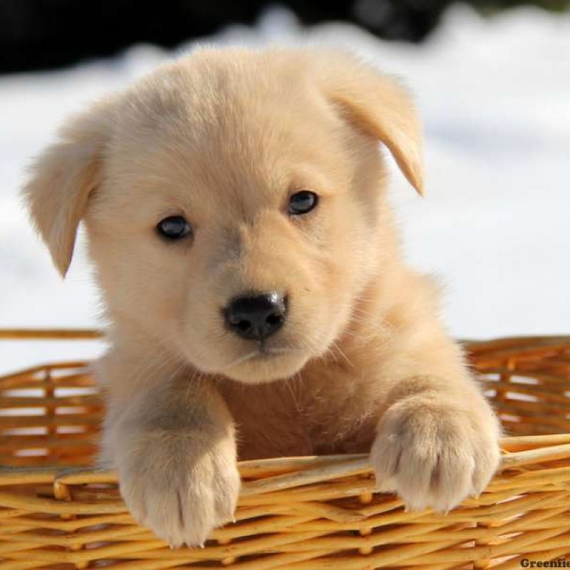 Golden Shepherd Puppies For Sale Greenfield Puppies