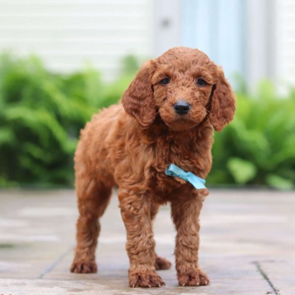 Goldendoodle