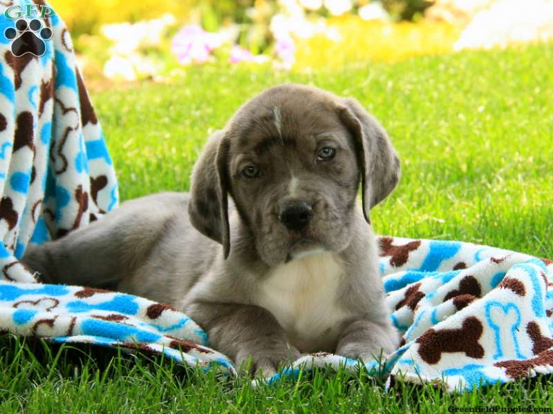 kærtegn Skulle Rodet Great Dane Mix Puppies For Sale | Greenfield Puppies