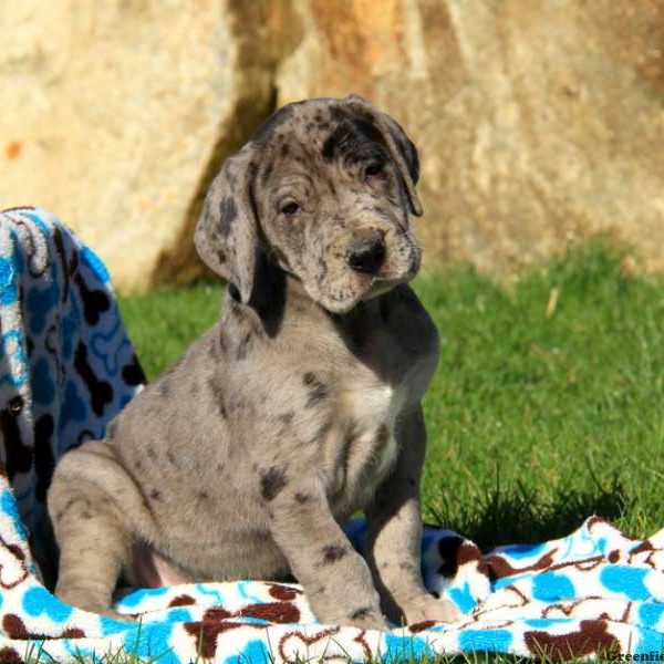 Great Dane Puppy