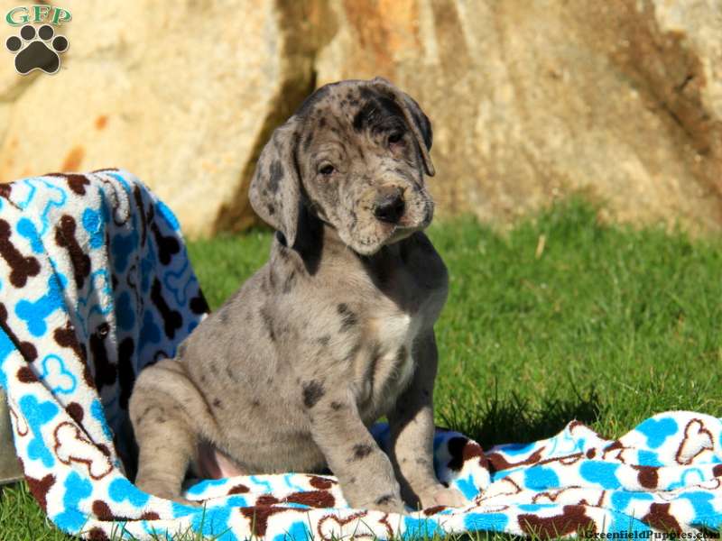Great Dane Puppies For Sale | Greenfield Puppies