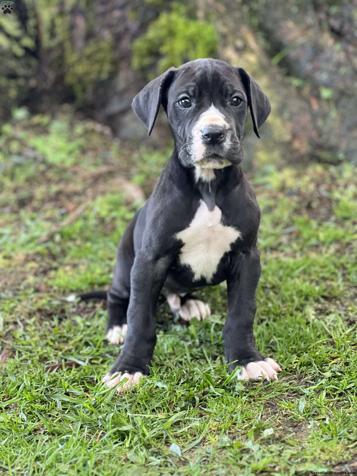 Great Dane Puppies For Sale - Greenfield Puppies, image size:1200x1600
