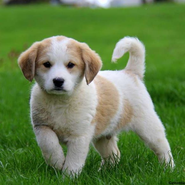 øst rulletrappe Kollisionskursus Great Pyrenees Mix Puppies For Sale | Greenfield Puppies