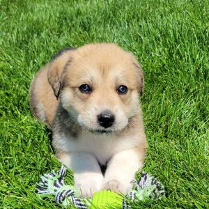 Great Pyrenees Mix