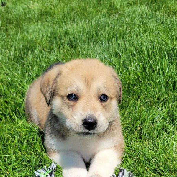 Great Pyrenees Mix