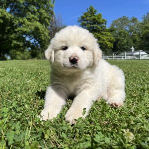 Great Pyrenees