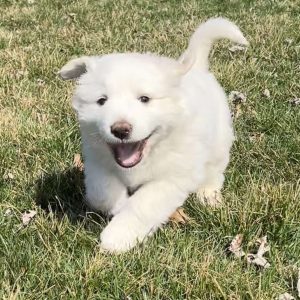 Great Pyrenees