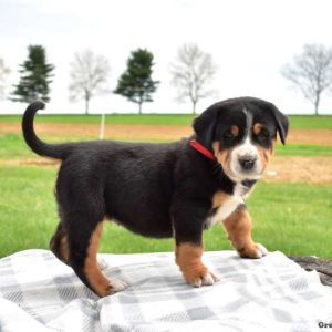 Greater Swiss Mountain Dog