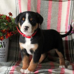 Greater Swiss Mountain Dog