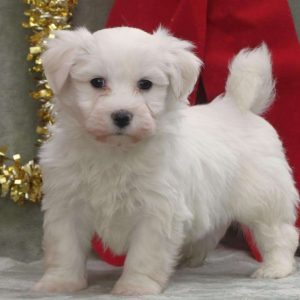 Havachon Puppies for Sale | Greenfield Puppies