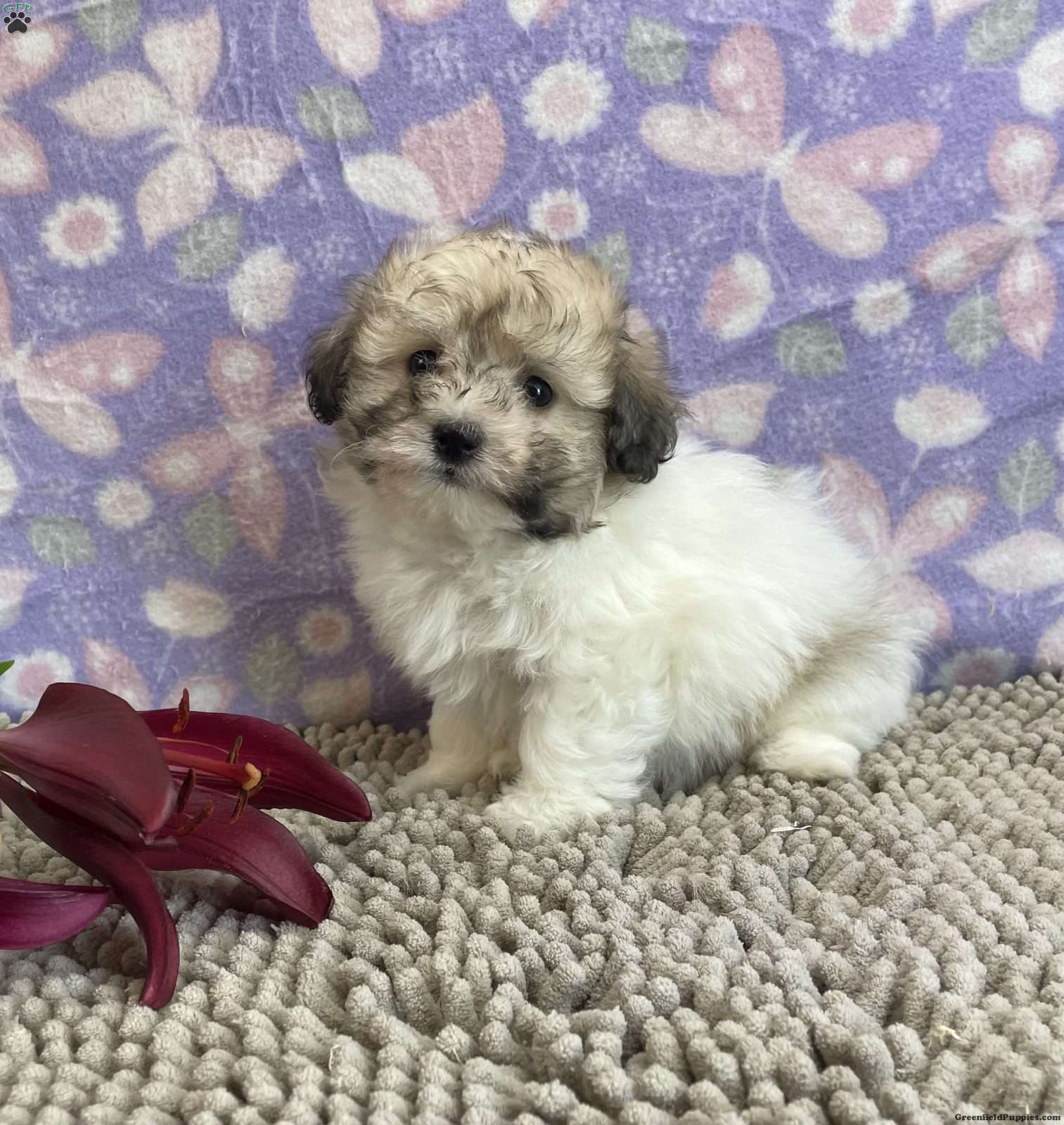 Havanese dachshund mix puppies for sale hotsell