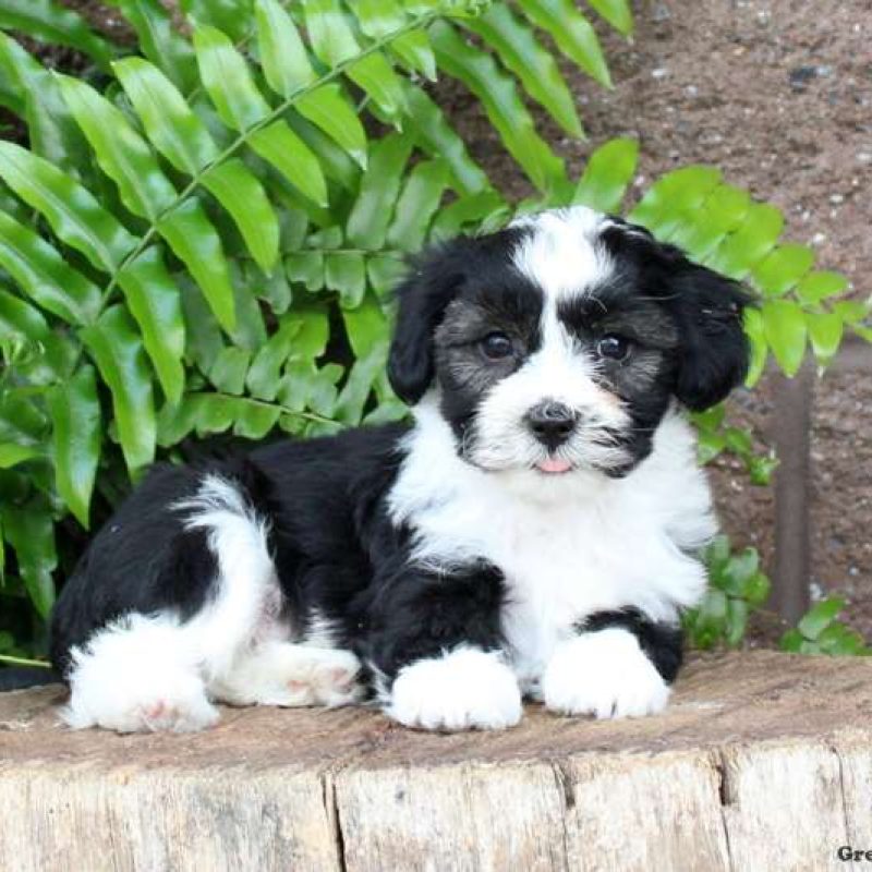 Havachon Puppies for Sale | Greenfield Puppies