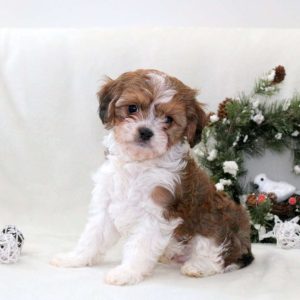 Havanese Mix