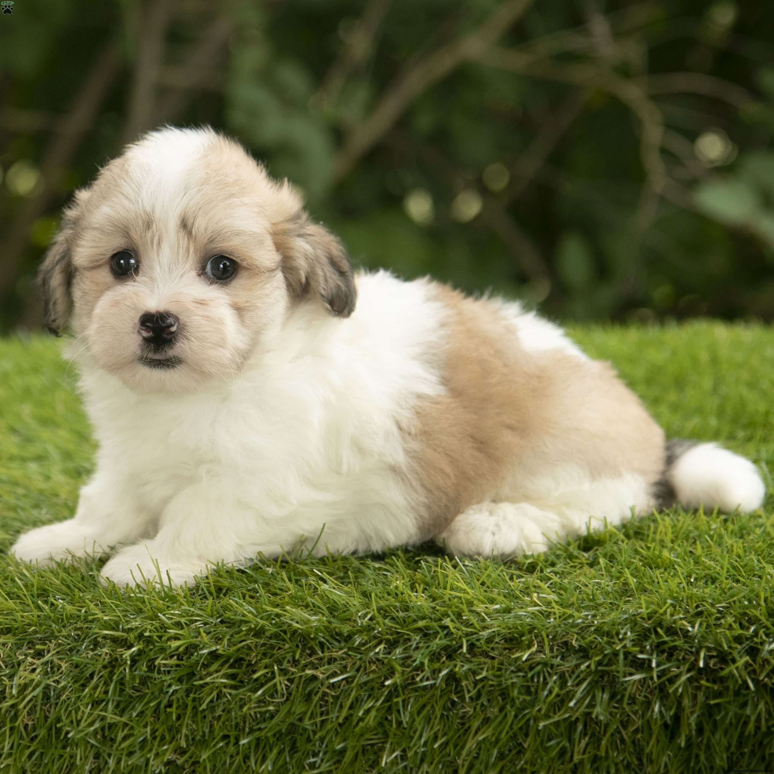 Havanese dachshund mix puppies for sale hotsell