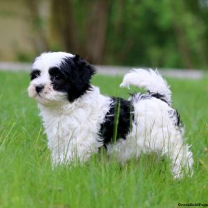 Havanese