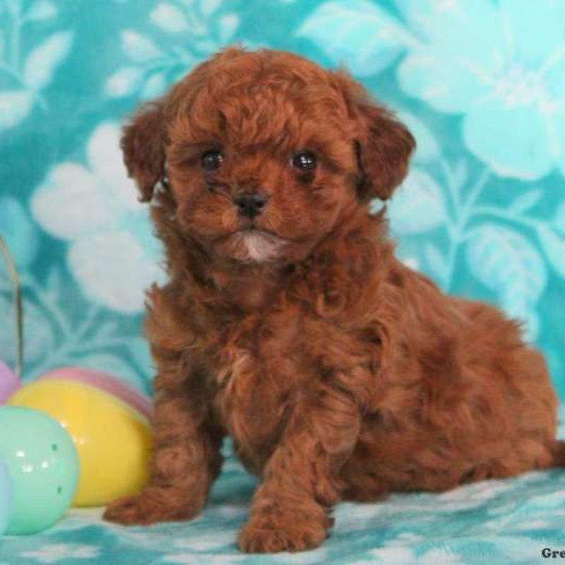 Havapoo Puppies For Sale Greenfield Puppies