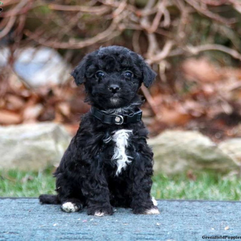 Havapoo Puppies For Sale - Greenfield Puppies