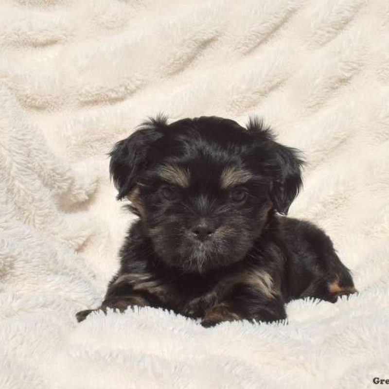 Havashu Puppies For Sale Greenfield Puppies