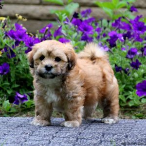 Havashu Puppies For Sale - Greenfield Puppies