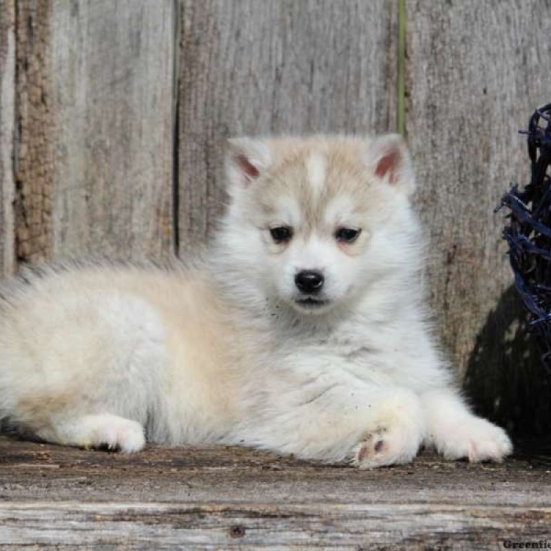 Huskimo Puppies for Sale Greenfield Puppies