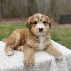 Huskipoo