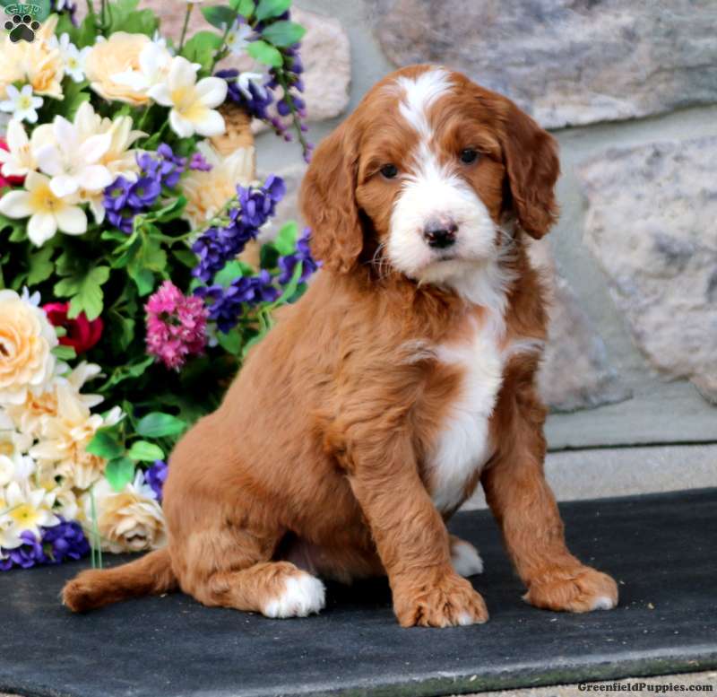 Tid ledelse Gå op Irish Doodle Puppies For Sale | Greenfield Puppies