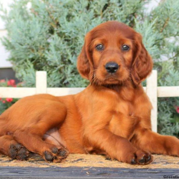 Irish Setter Puppy