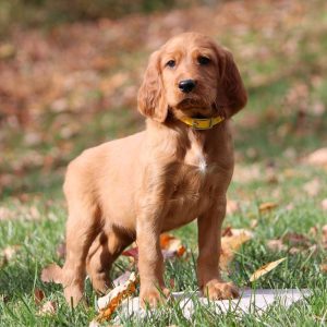 Irish Setter