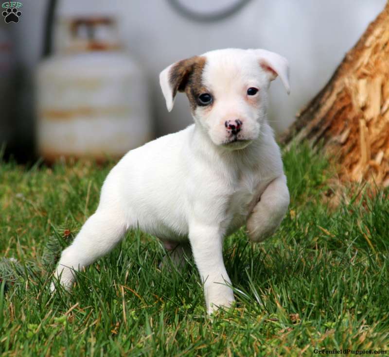 jack russell terrier is a mixed breed