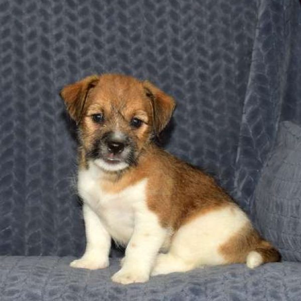 Jack Russell Mix