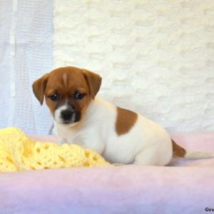 Jack Russell Terrier