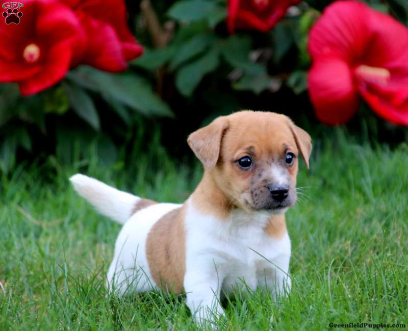 jack russell lab mix puppies