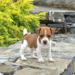 Jack Russell Terrier