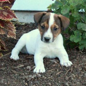 Jack Russell Terrier